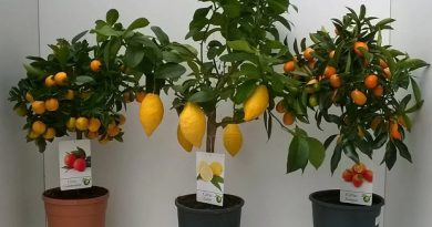 Гибридные мини-деревья — Домашние фрукты Экодар